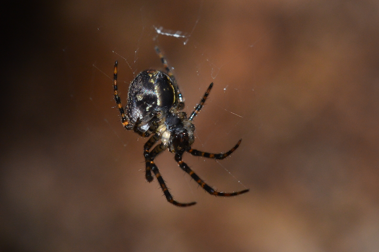 Metellina merianae Metellina merianae